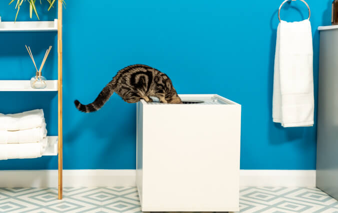 Un chat Tabby qui regarde à l’intérieur d’un bac à litière blanc” data-image-id=