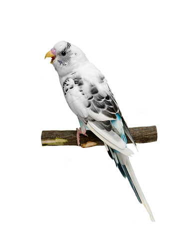 budgie squawking