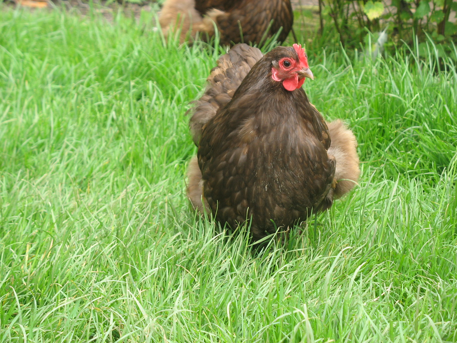 Une magnifique bantam Orpington couleur chocolat qui cherche des gourmandises dans l'herbe