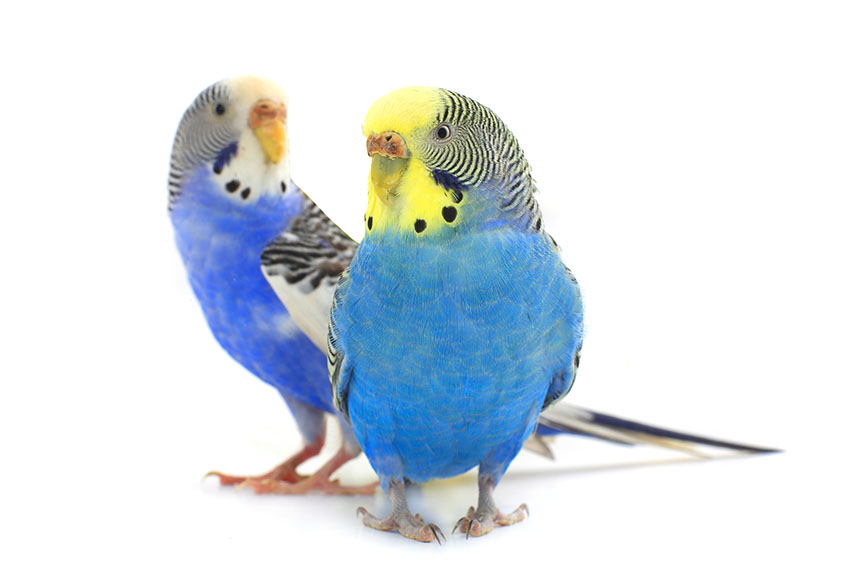 A pair of female budgies