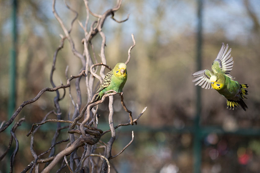 A pair of wild budgies
