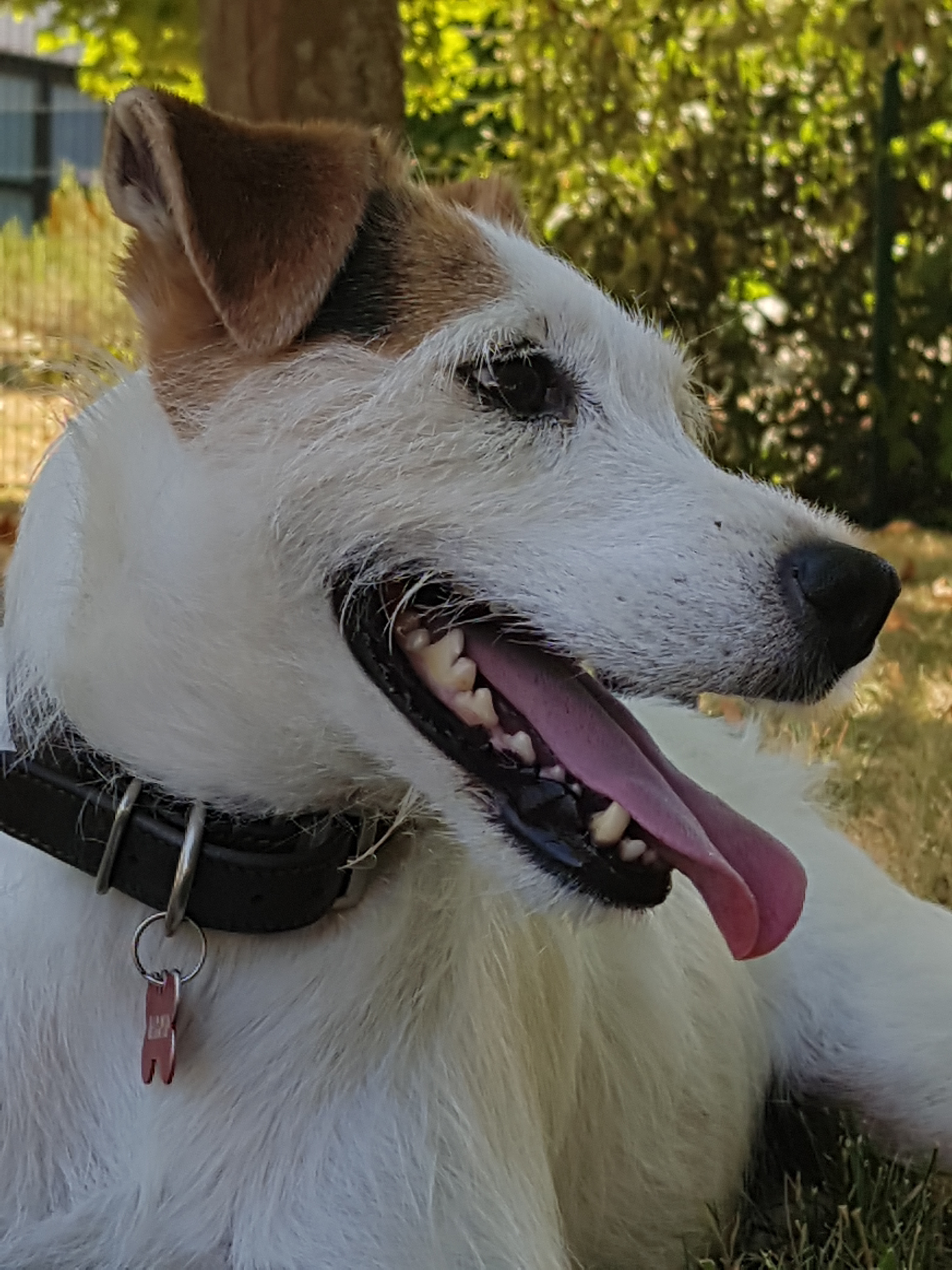 Parson Russell Terrier Chiens Informations Sur Les Races