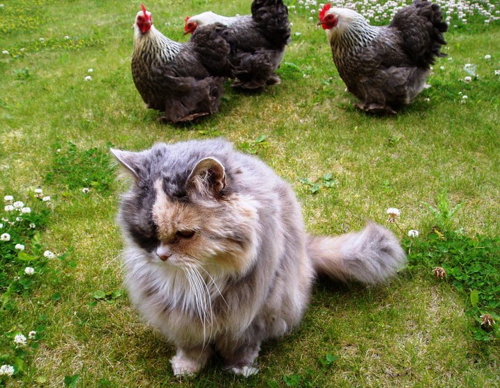 Introduire vos nouvelles poules à votre chat ou chien est une étape facile