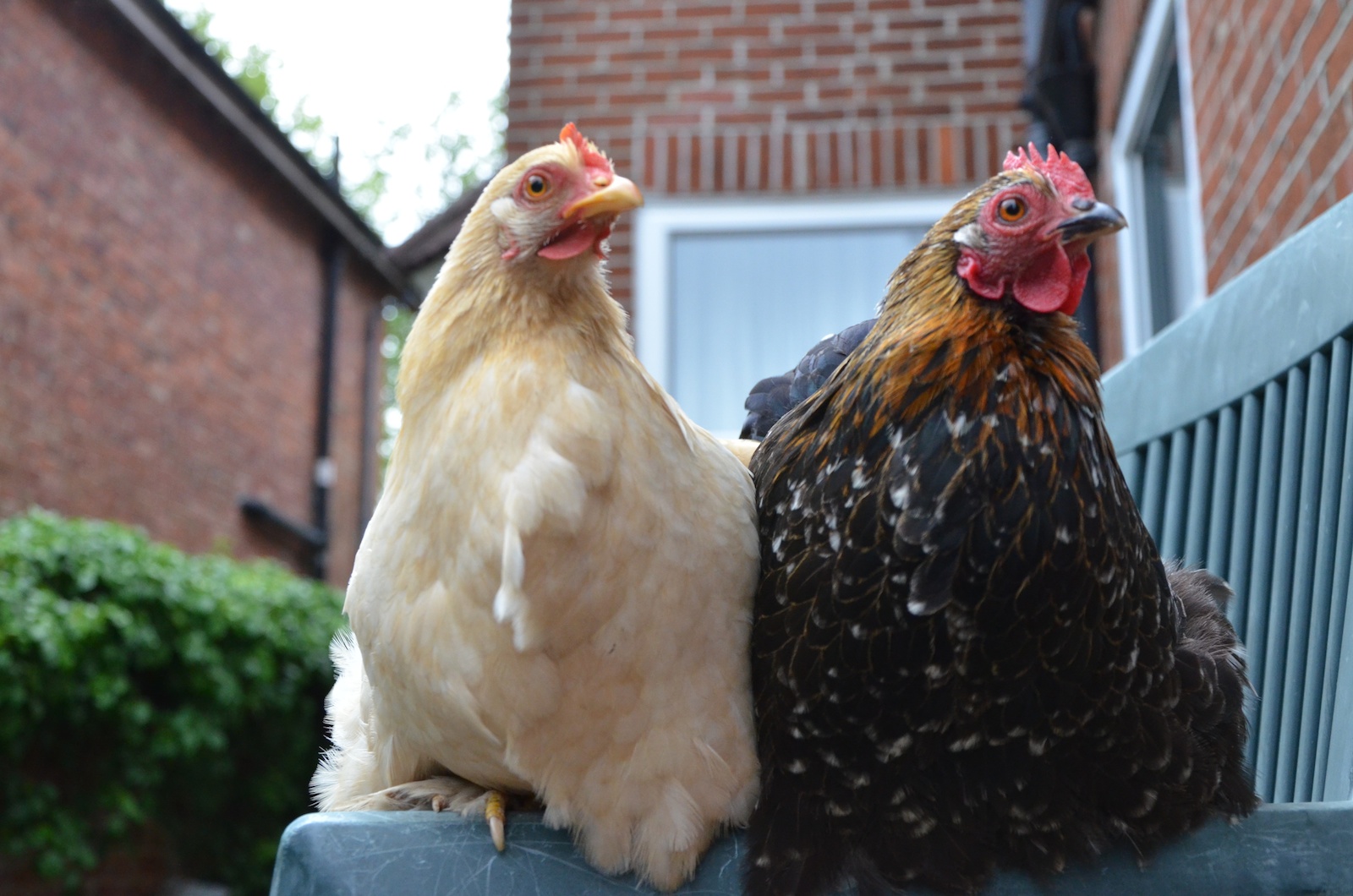 Les deux belles poules Bantam de Pékin de Jane Watkins perchées sur un banc du jardin