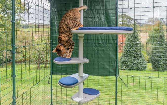 Un chaton qui utilise les marches supplémentaires ajoutées au poteau de son arbre à chat personnalisé pour lui