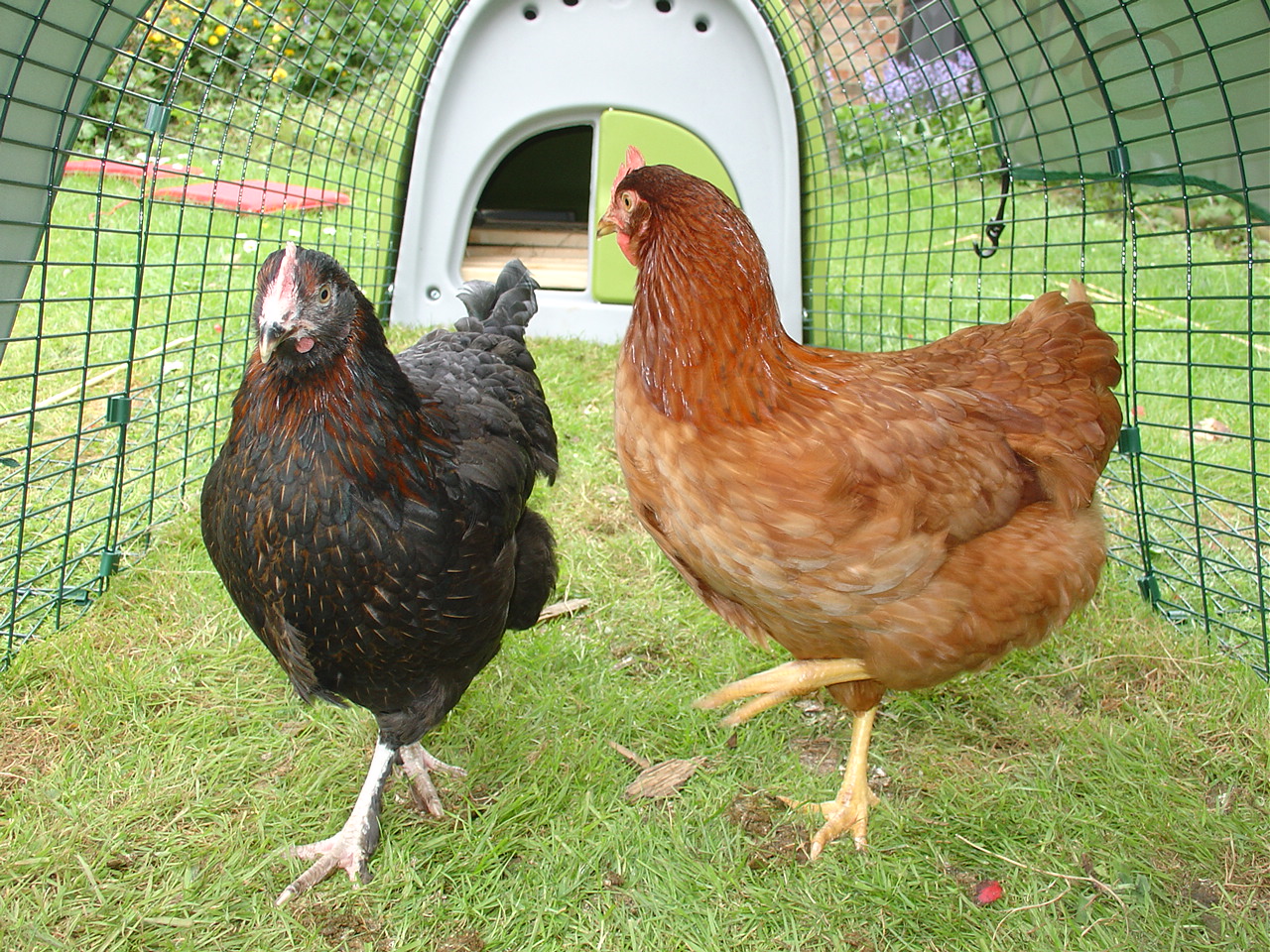 Les poules de Lauren Mackenzie adorent leur Poulailler Eglu Classic et leur enclos