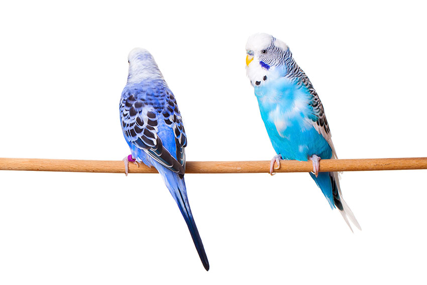 pied blue budgies