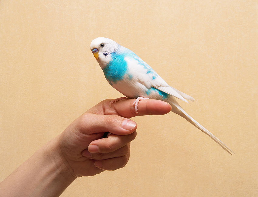pied_budgie_on_finger