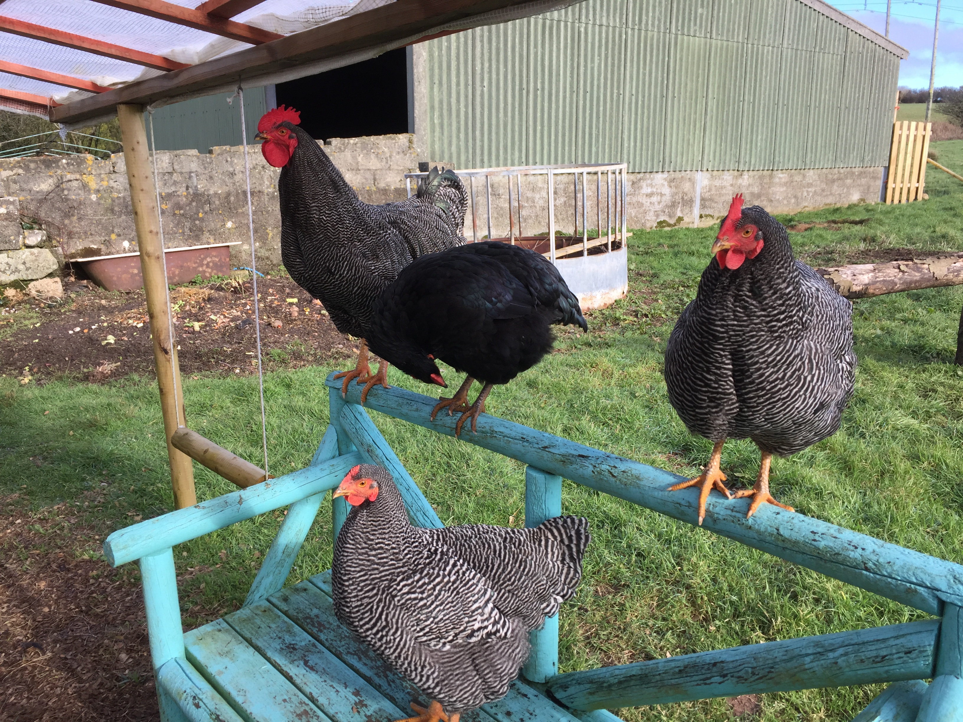 Plymouth Rock For Sale Poules Informations sur les races Omlet