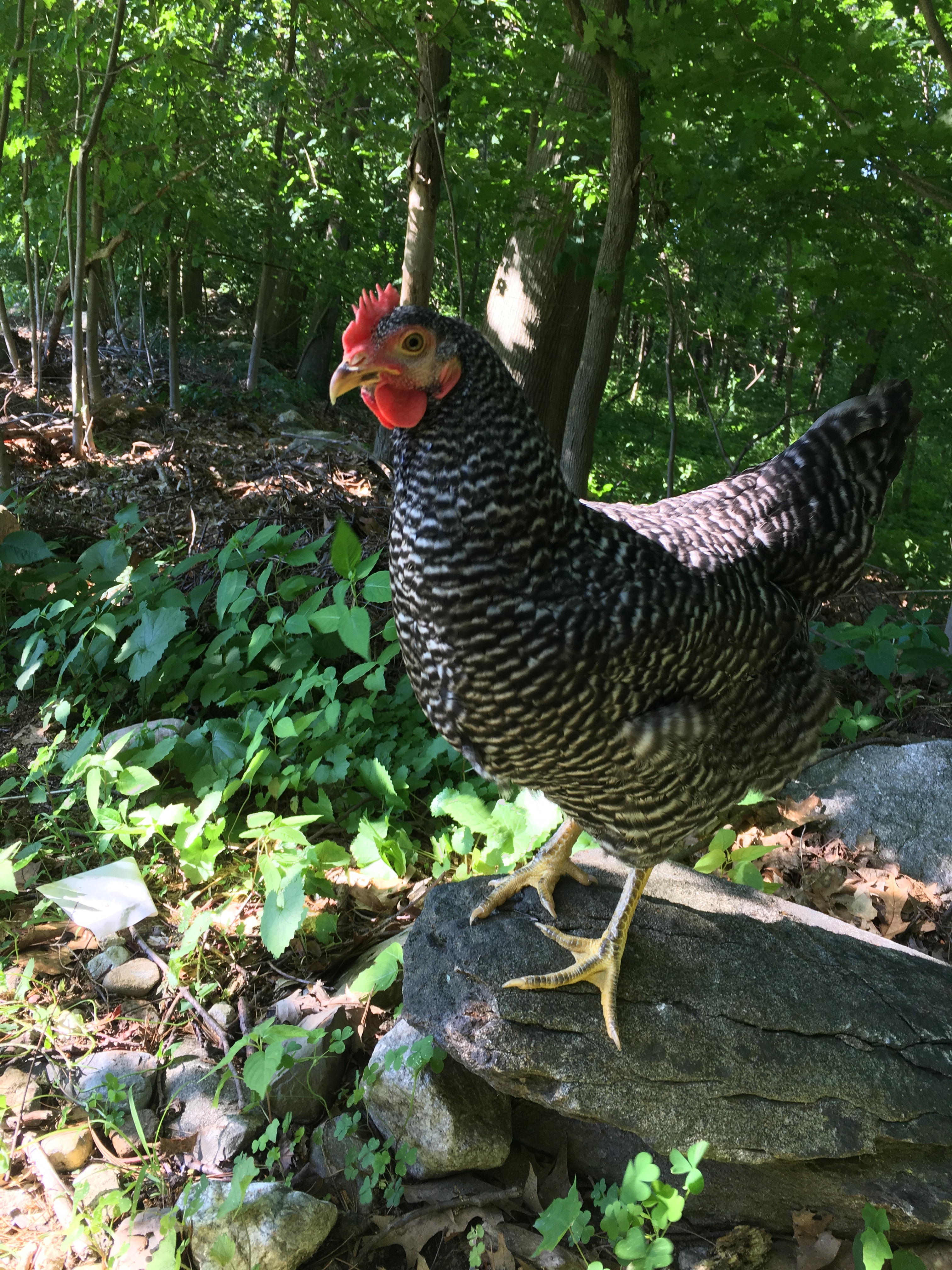 Plymouth Rock For Sale Poules Informations sur les races Omlet