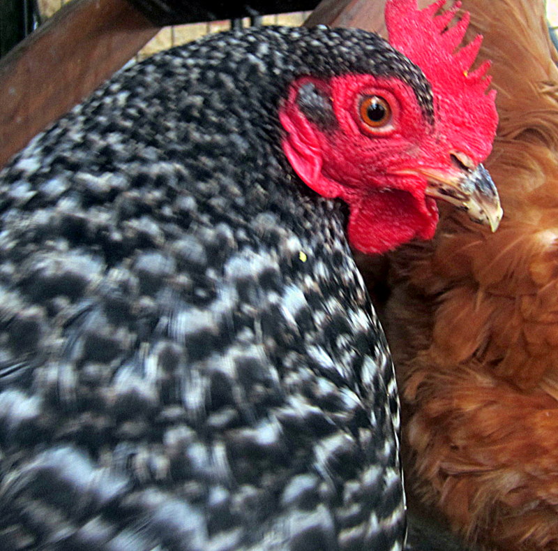 Plymouth Rock For Sale Poules Informations sur les races Omlet