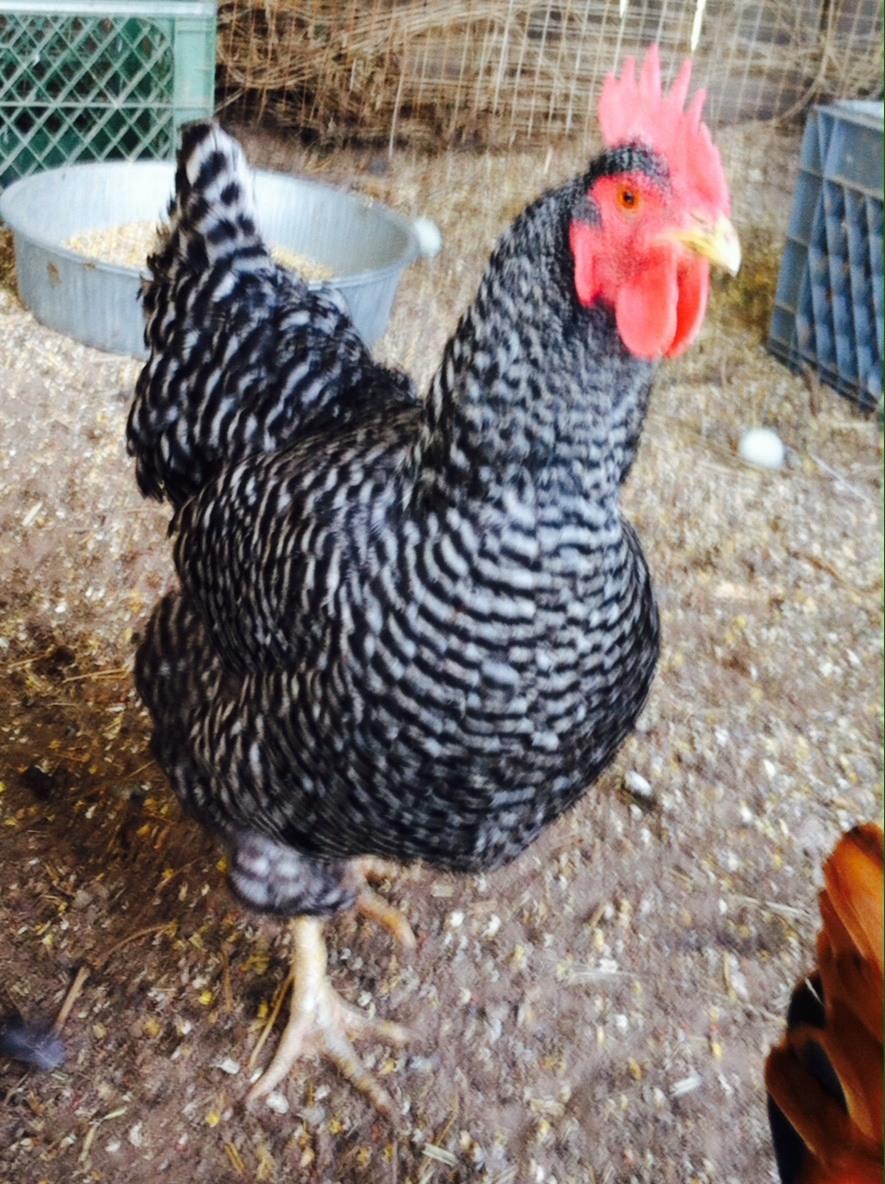Plymouth Rock For Sale Poules Informations sur les races Omlet