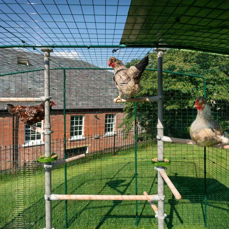 Poules assises sur le perchoir PoleTree dans un Grand Enclos Omlet