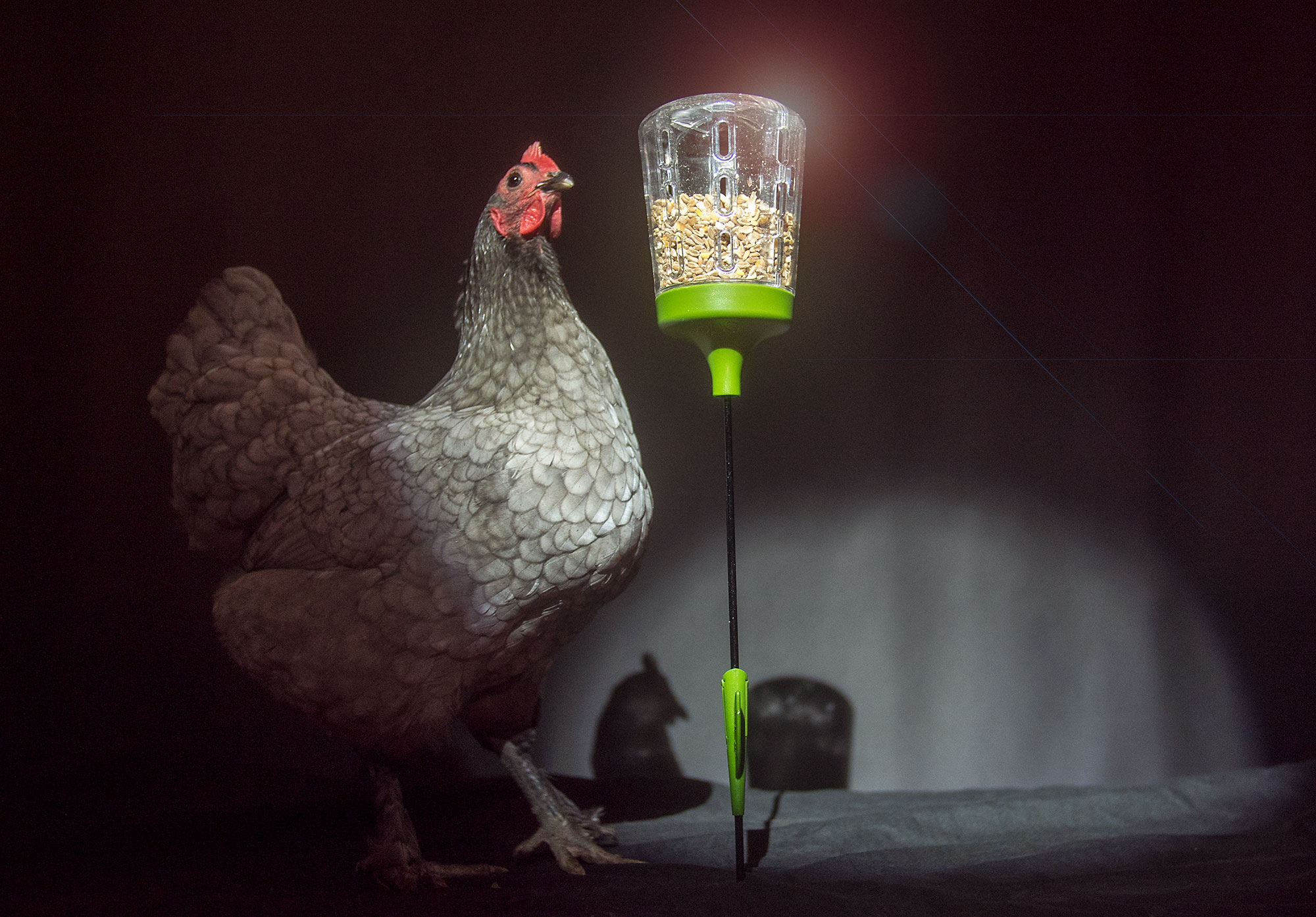 poules-devant-le-jouet-a-picorer-pendant