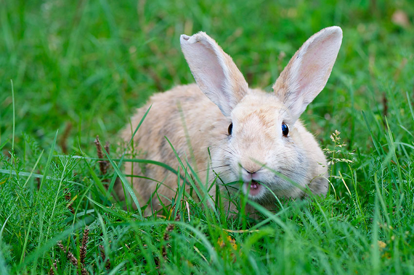 Les lapins détruisent mon jardin : comment les faire fuir
