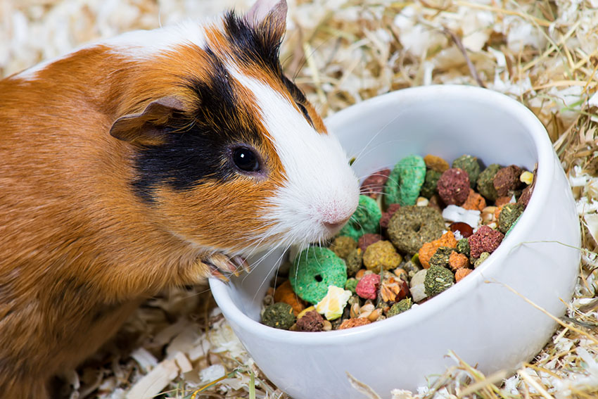 red guinea pig eating dry food