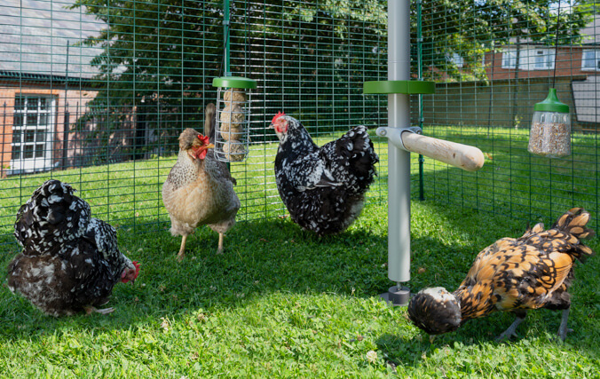 Chickens playing and eating treats inside a walk in run