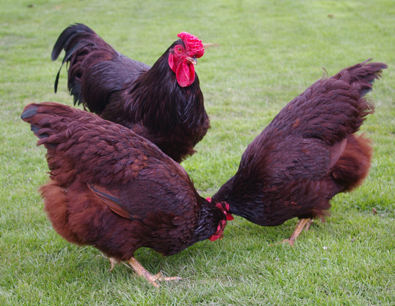 Les superbes Rhode Island rouges de Tom Newbould qui farfouillent dans l'herbe