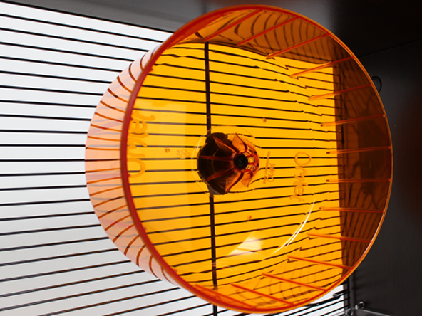 Troue-d-exercice-silencieuse-hamster-gerbille