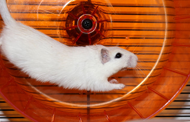 roue-d-exercice-silencieuse-hamster-gerbille
