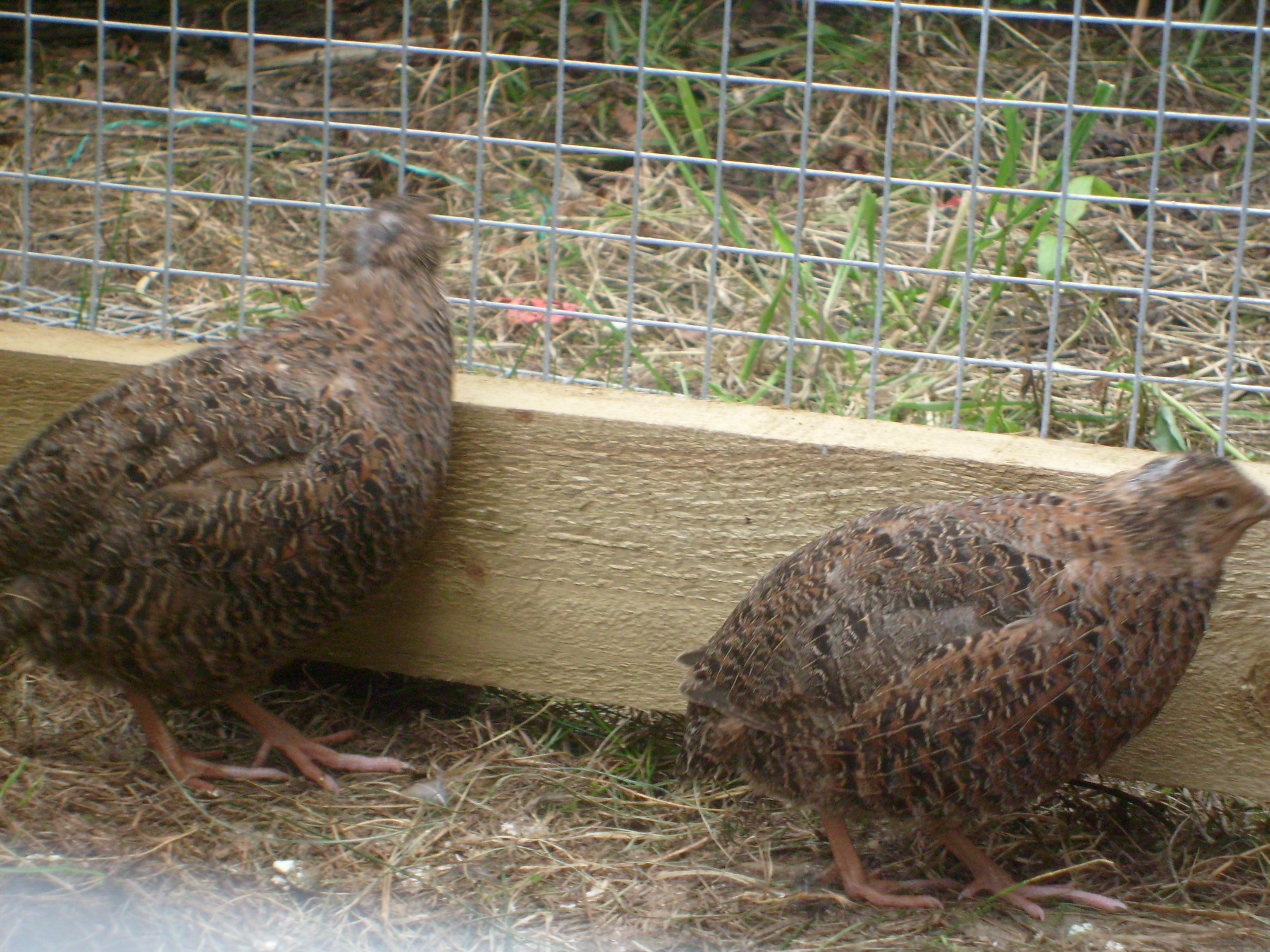 Races de cailles A propos des cailles Cailles Les Guides Omlet France