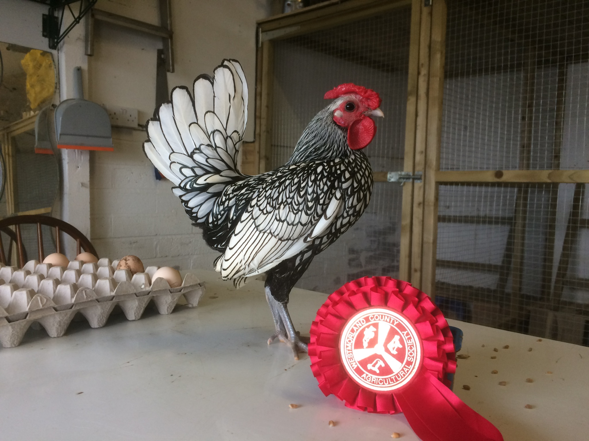 Sebright For Sale Poules Informations sur les races Omlet