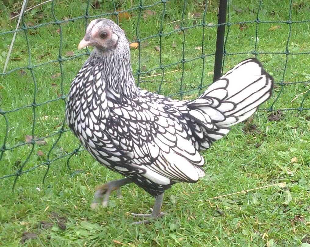Sebright For Sale Poules Informations sur les races Omlet