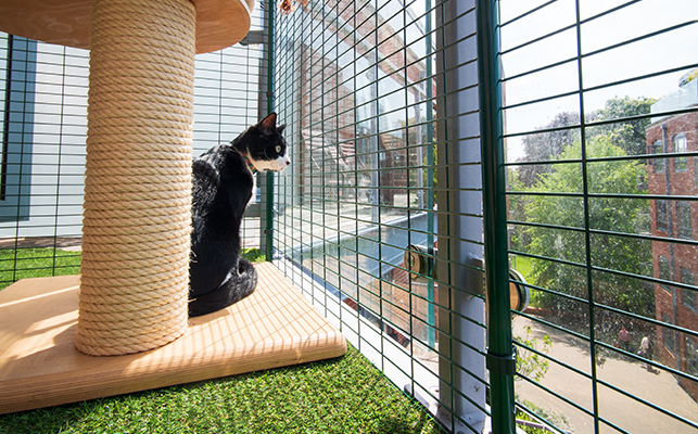 Cat Balcony Enclosure Alt Tag