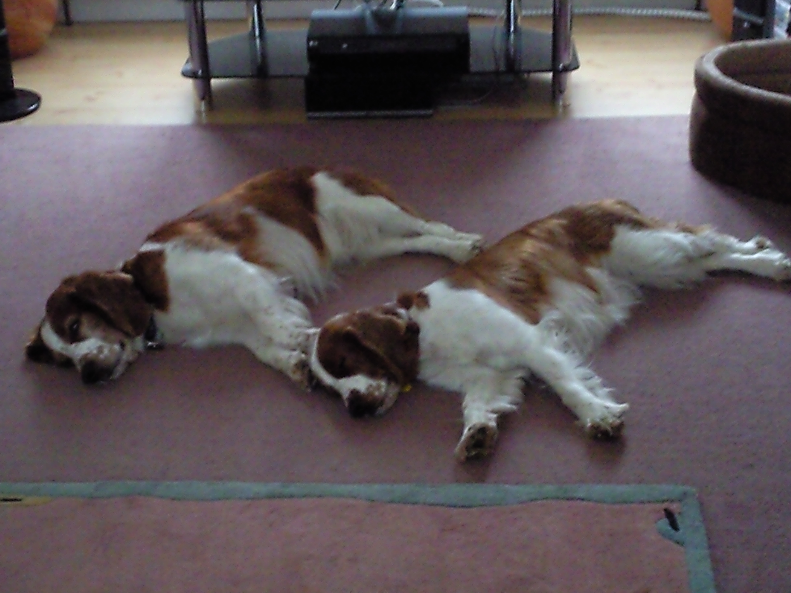 Welsh Springer Spaniel Chiens Informations Sur Les Races