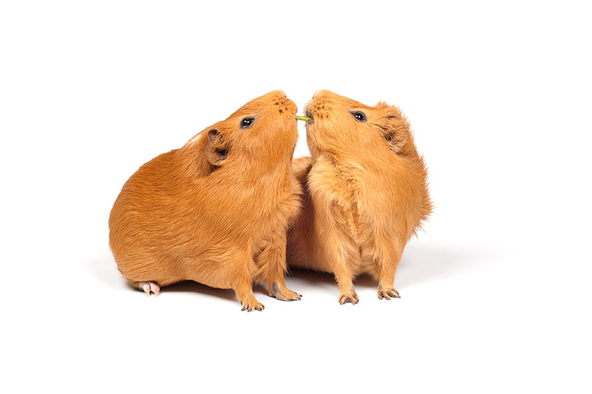 squabbling over hay