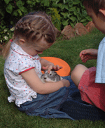 stroking guinea pig