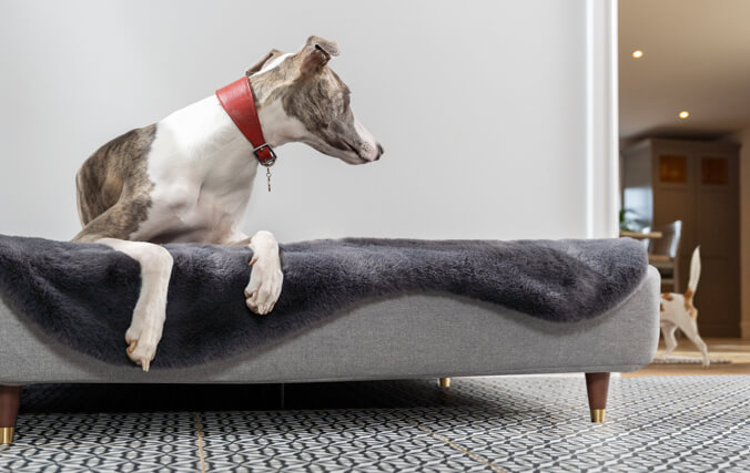 Lévrier allongé sur le luxueux panier pour chien en mousse à mémoire de forme qui regarde un autre chien