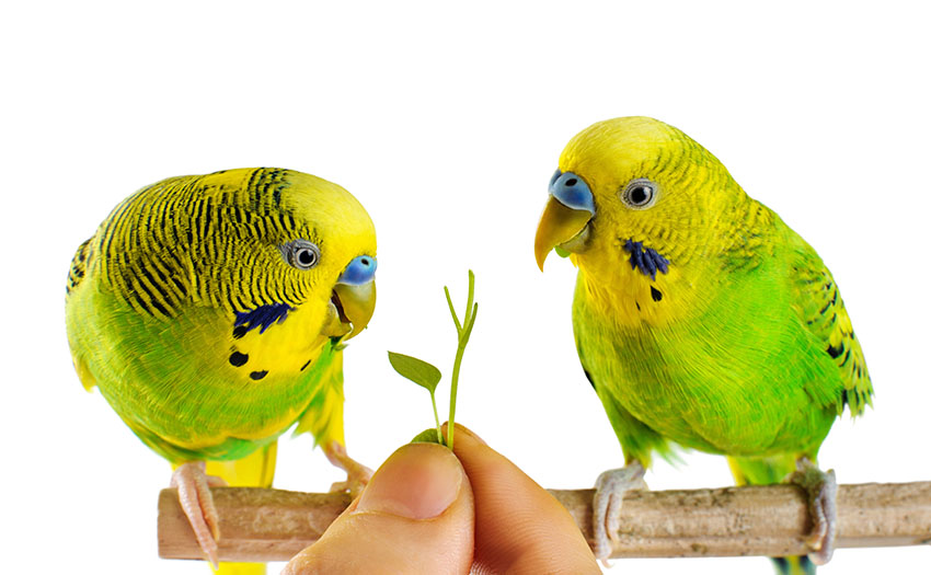 taming budgie pair