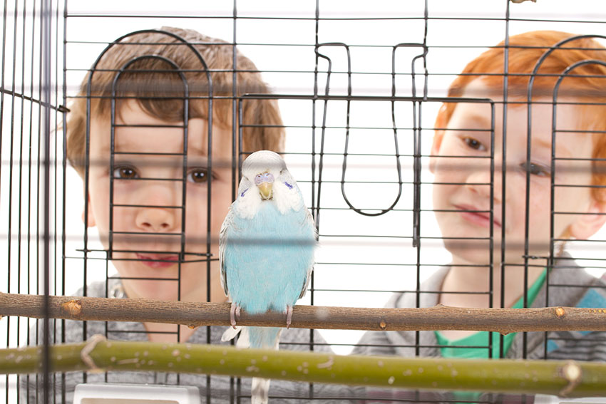 La perruche ondulée : comment élever cet oiseau à la maison ?