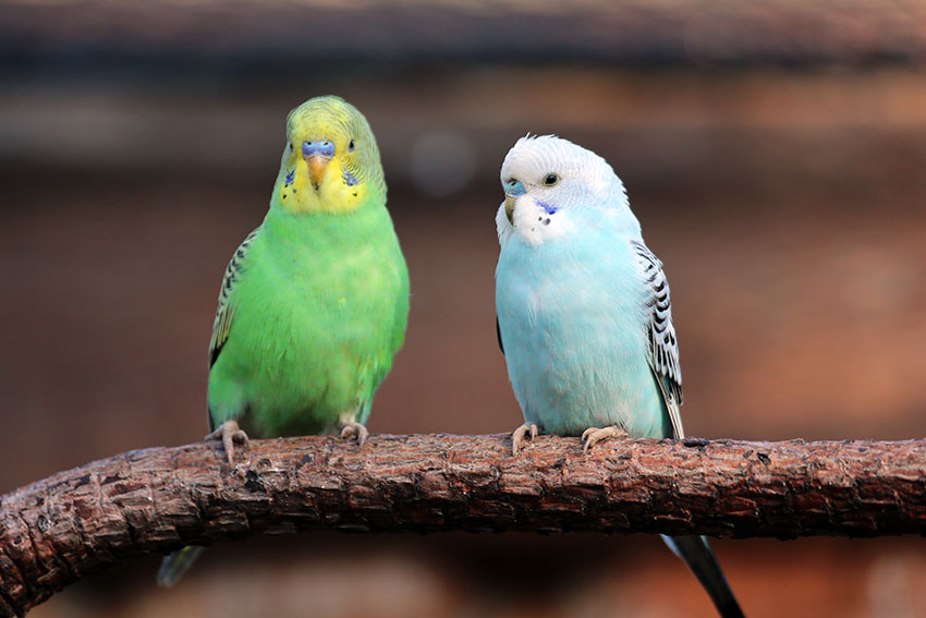 Two budgies on a wooden perch