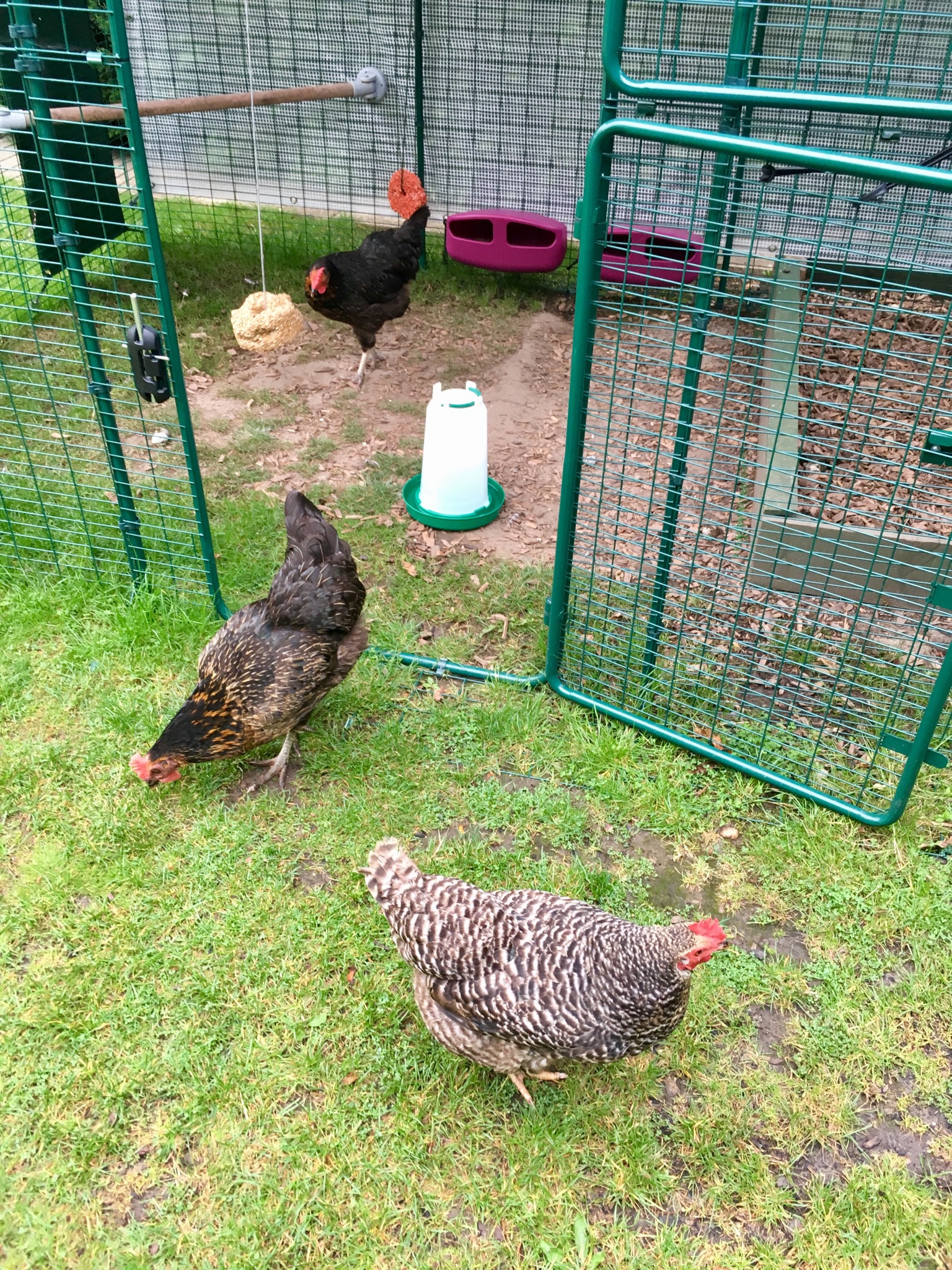 Grand Enclos Pour Poules 2m X 2m X 1m