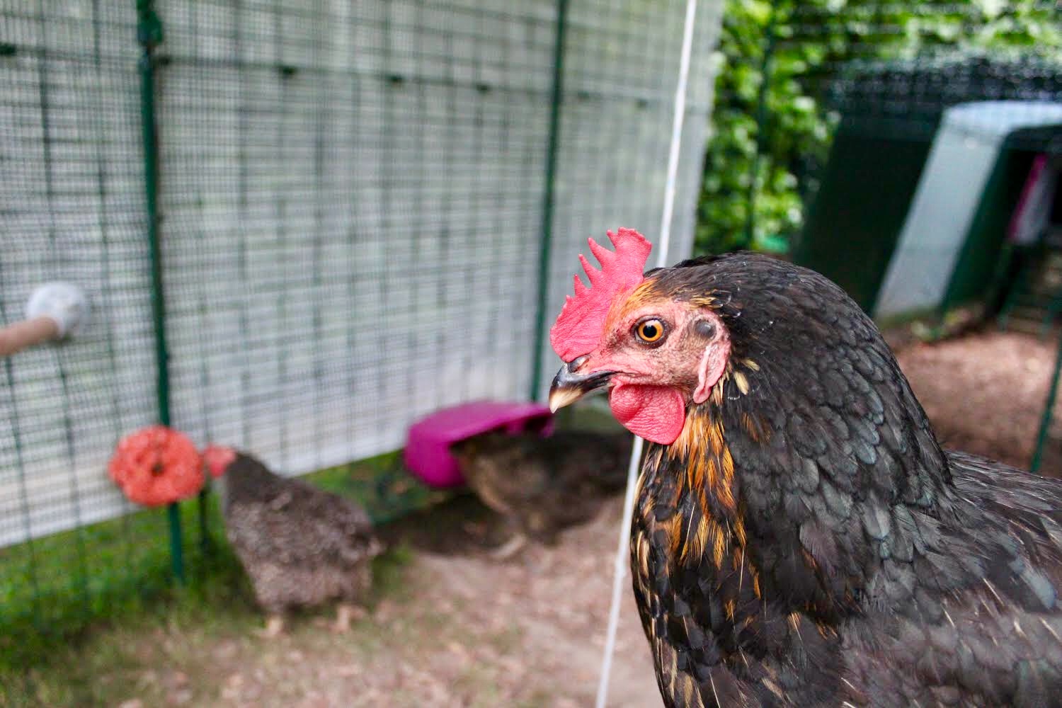 Grand Enclos Pour Poules 2m X 2m X 1m