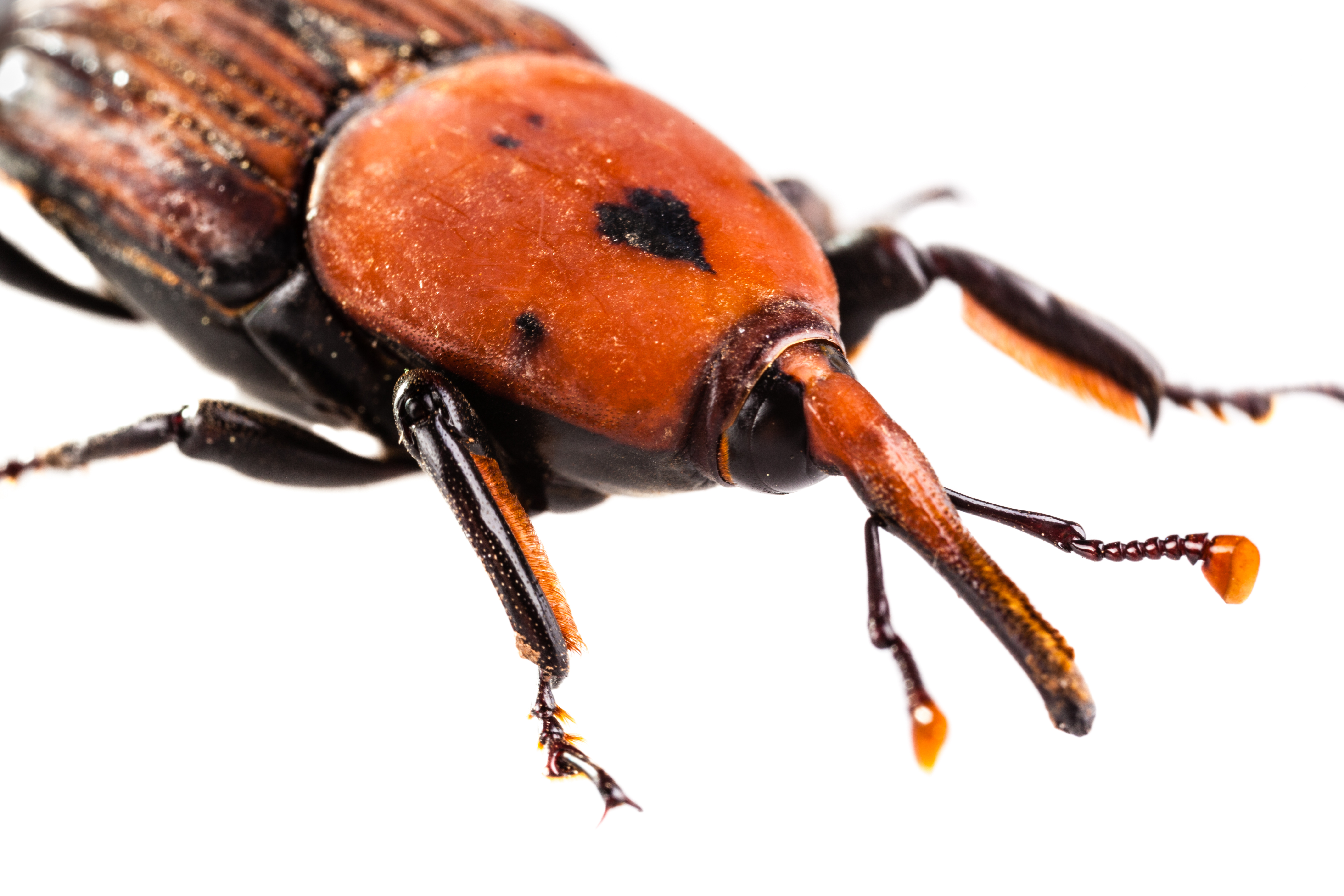 Weevil close up