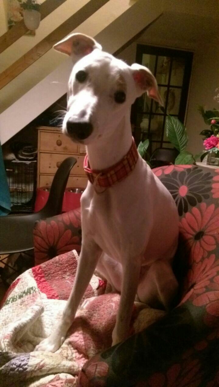 Lévrier Whippet Chiens Informations Sur Les Races Omlet