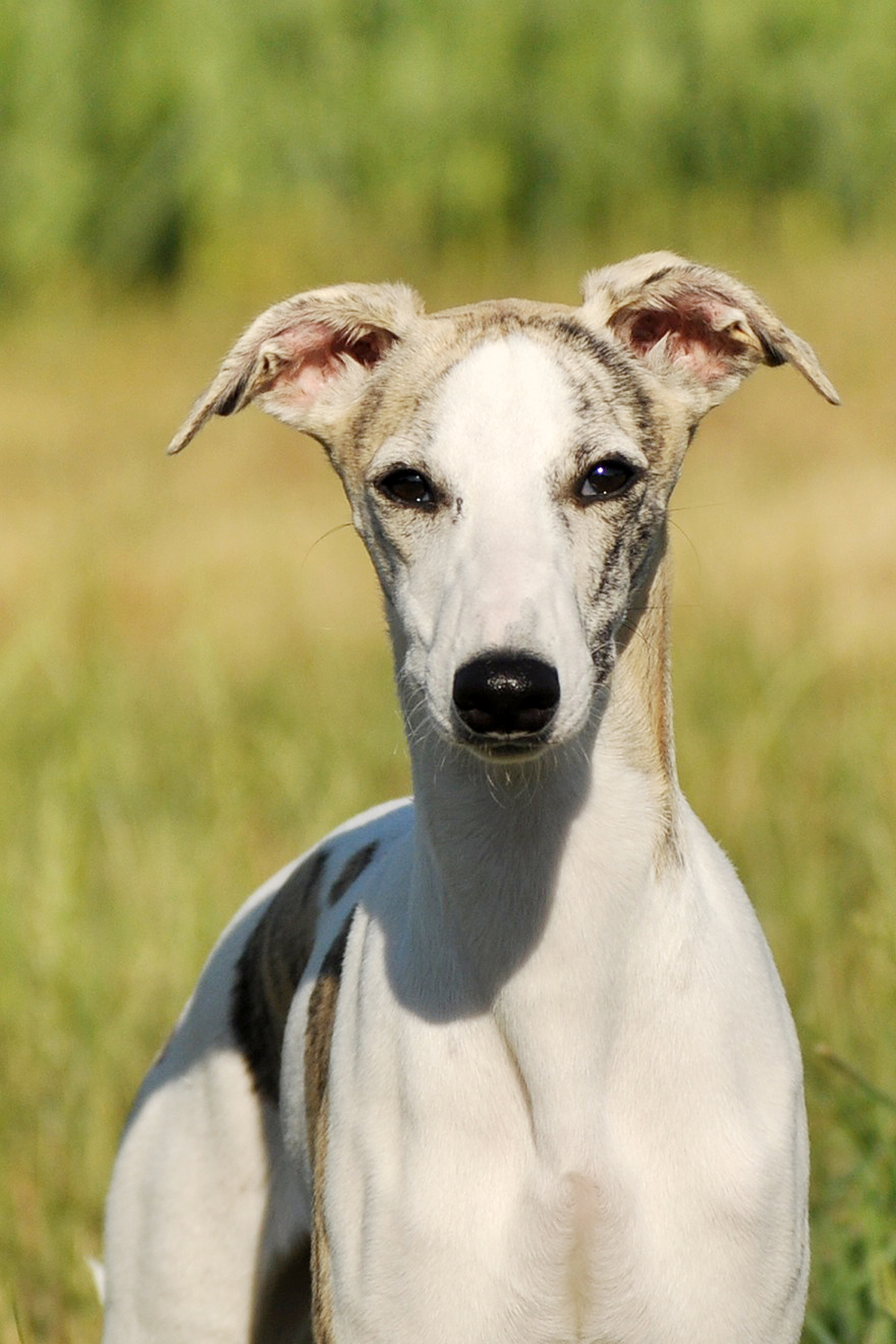 Lévrier Whippet Chiens Informations sur les races Omlet
