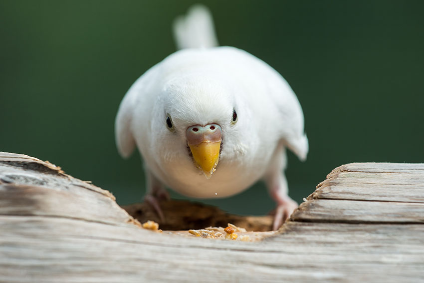 White budgie feeding