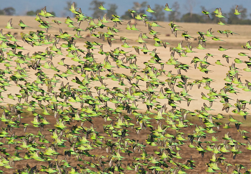 Wild budgies