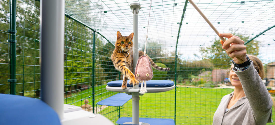 Enclos, Enclos d'extérieur large et spacieux pour chat