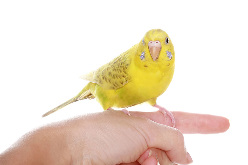 yellow budgie on hand