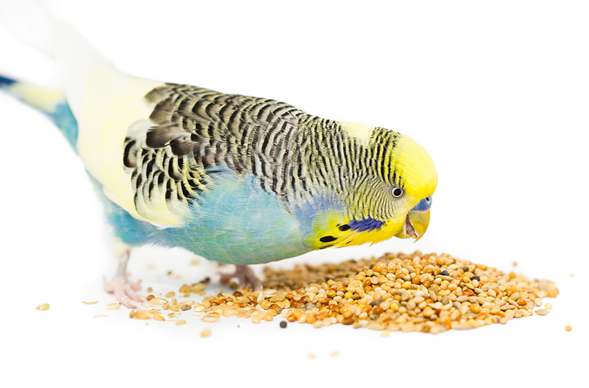 Alimentation Automatique pour Oiseaux Alimentation pour Oiseaux