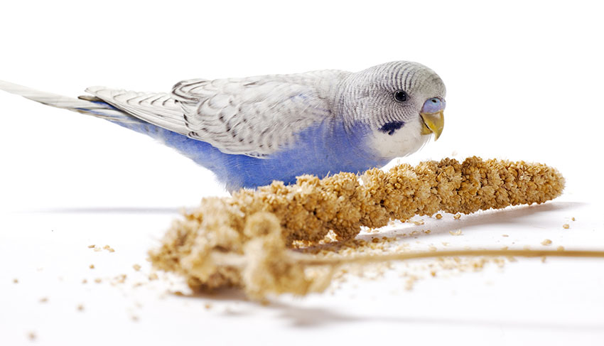 young blue budgie eating millet